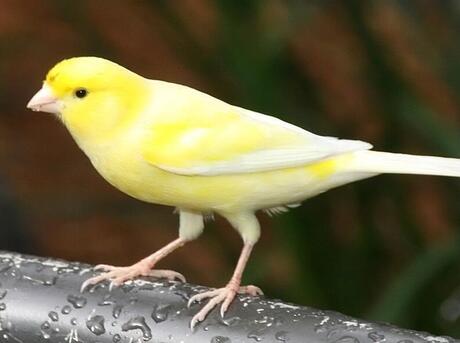 Profile of a yellow canary perching on a line.