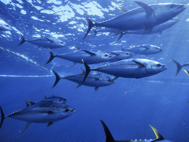 Yellow fin tuna caught in seinder fishing nets