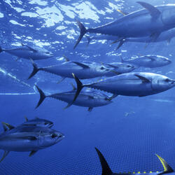 Yellow fin tuna caught in seinder fishing nets