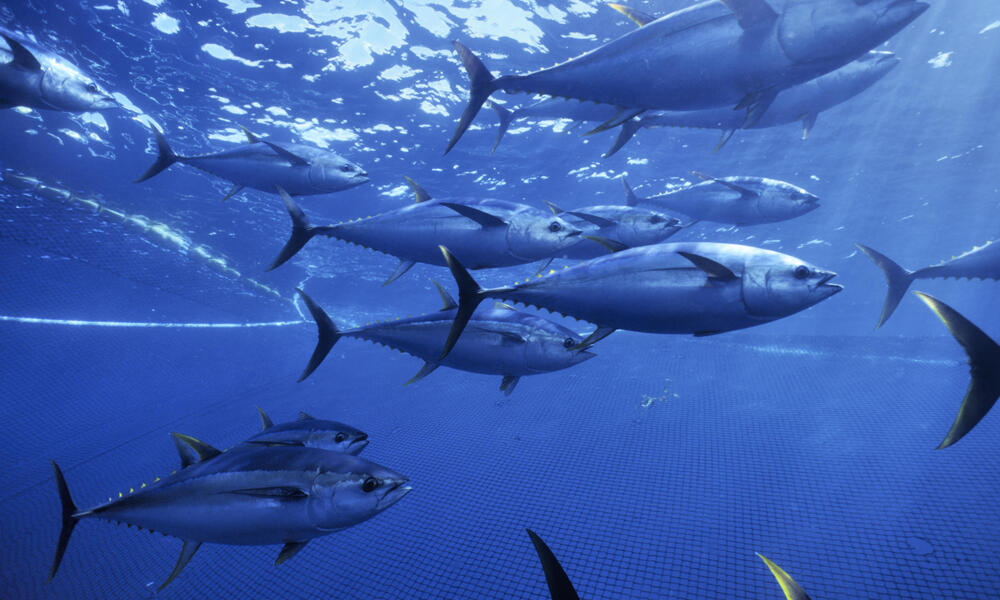 Yellow fin tuna caught in seinder fishing nets