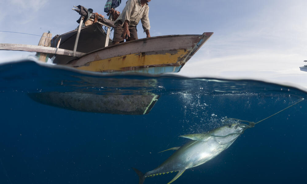 Yellowfin Tuna 