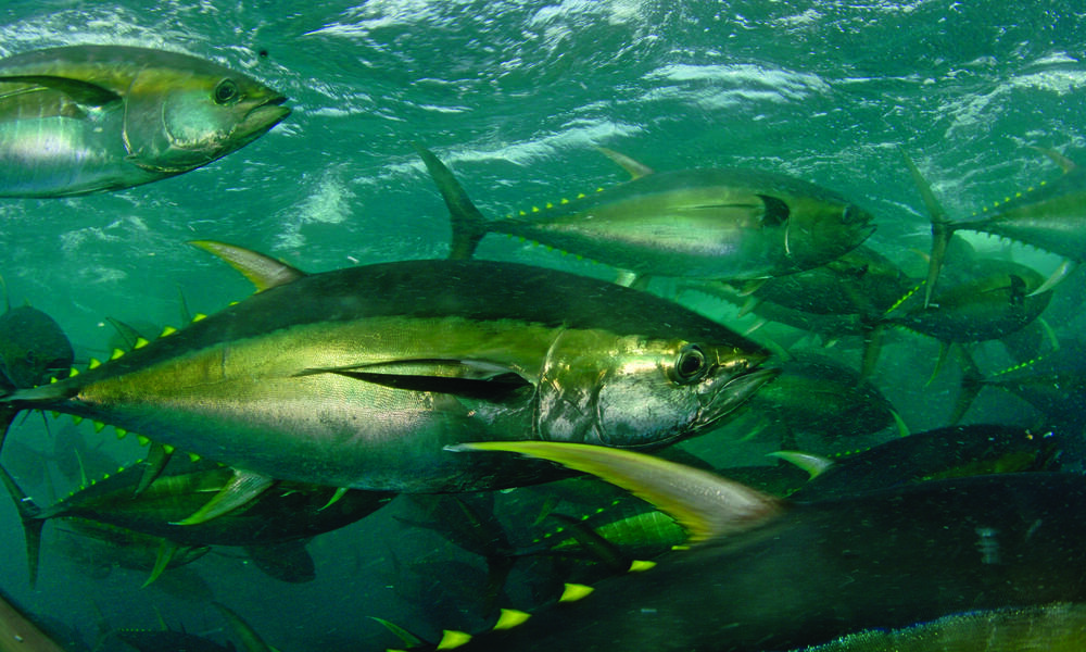 Incentivizing Sustainable Fishing on the High Seas, Projects