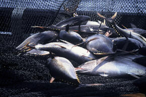 It's World Tuna Day! The UN event aims to promote sustainable