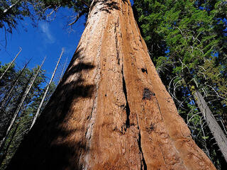 Giant sequoia looking up from ground