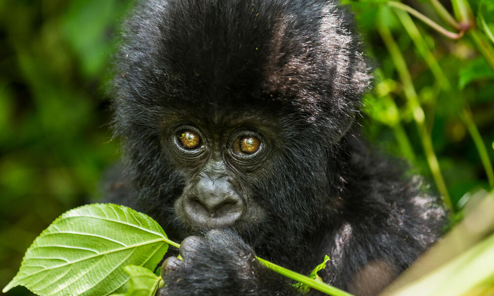 what-do-gorillas-eat-and-other-gorilla-facts-wwf