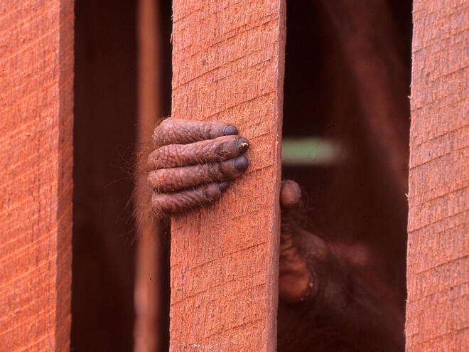 The hand of a young orangutan grips the wooden cage in which it's trapped