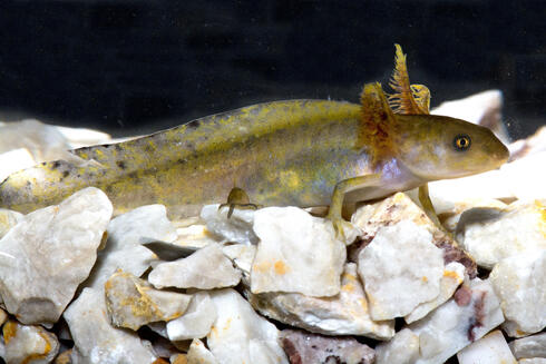 A crocodile newt walks on top of pebbles.
