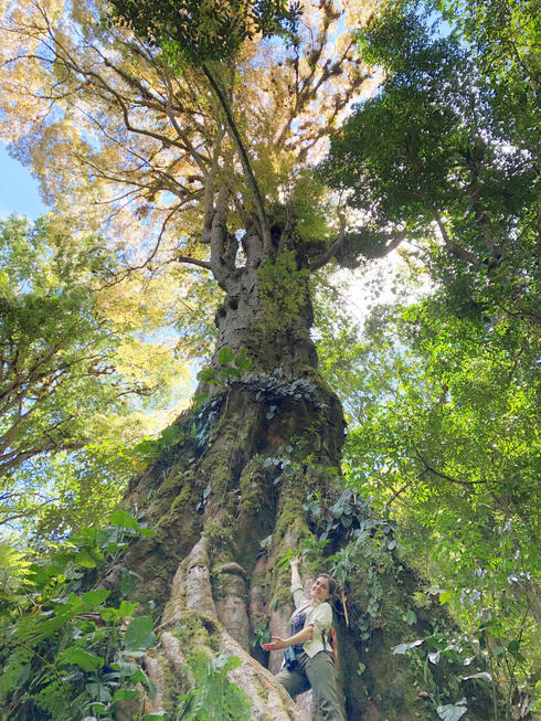 Zdilla standing in front of massive tree
