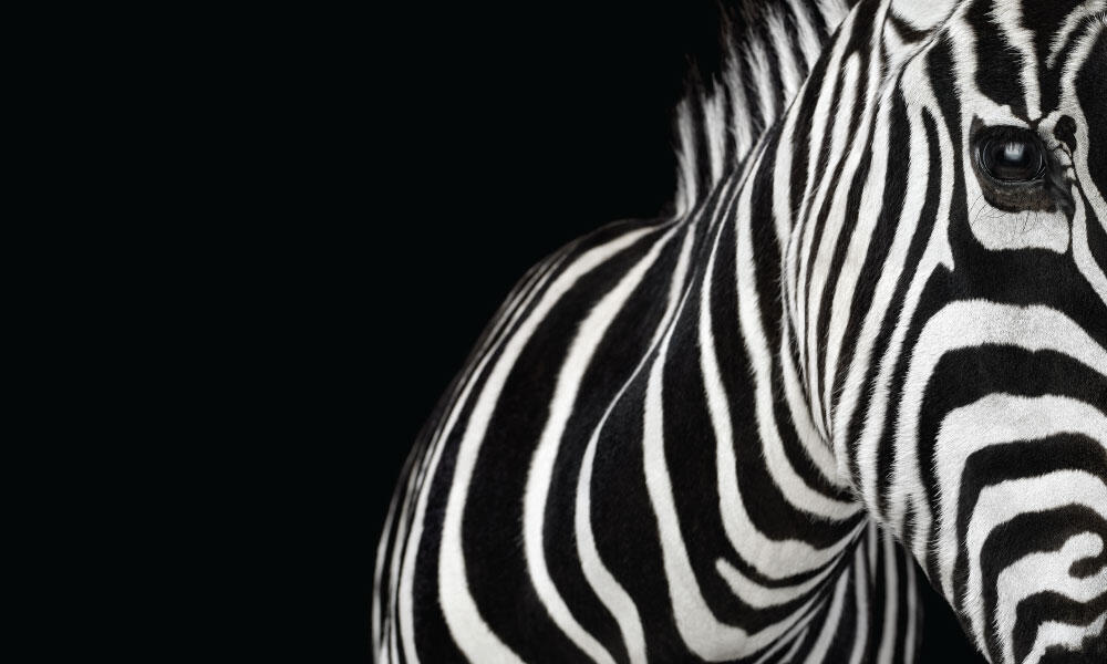 Zebra #1 by Brad Wilson