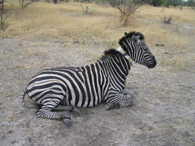 zebra collared