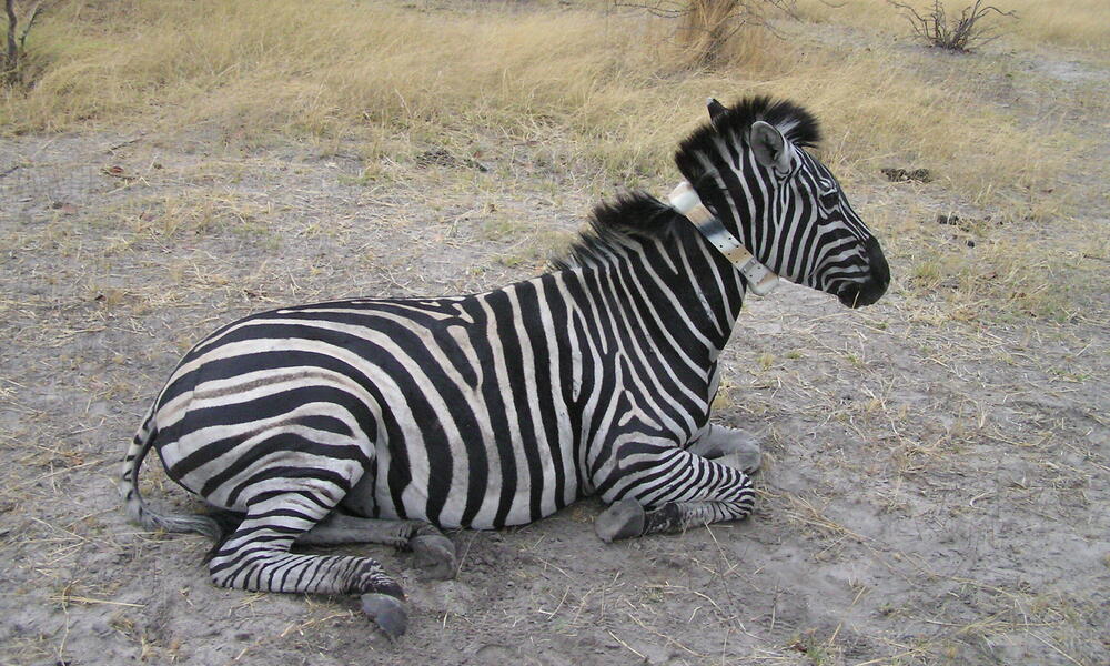 Big Discoveries Still Happen – Zebras Make Africa's Longest-Known  Terrestrial Wildlife Migration | Blog Posts | WWF