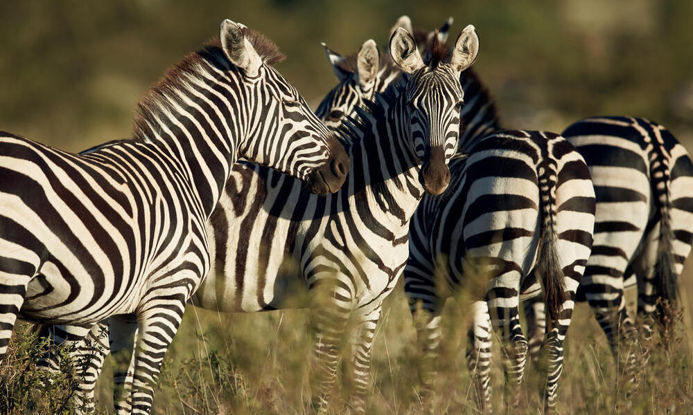 Multiple zebras stand on the grass