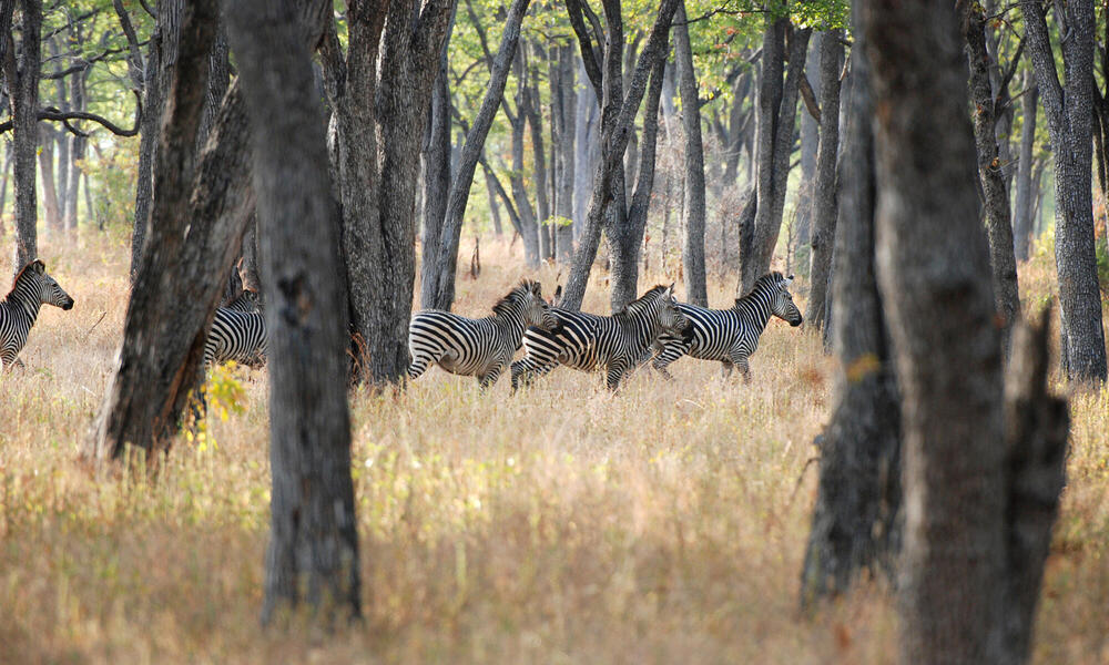 Zebras standing among trees