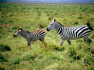 zebra and mom