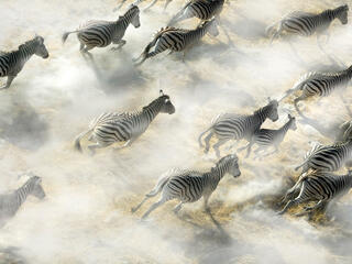 zebras aerial
