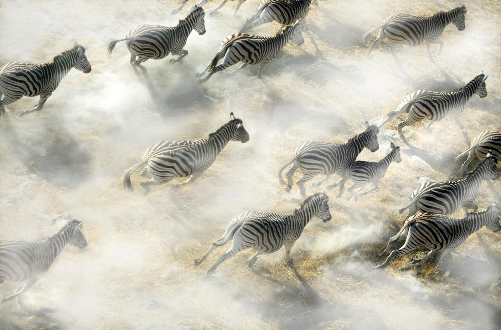 zebras aerial