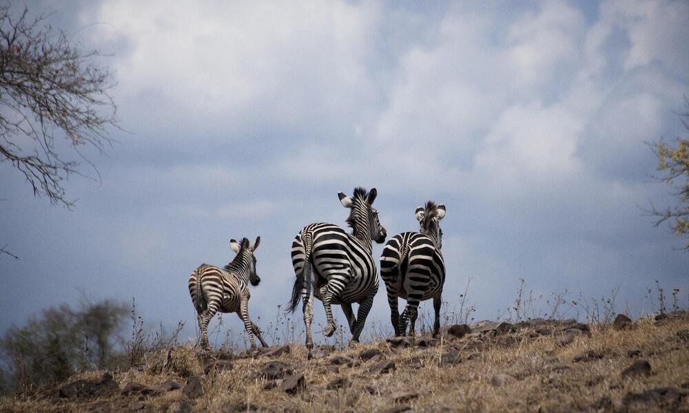 Zebras in San River Selous