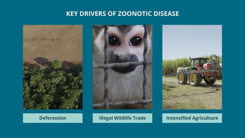 Key drivers of zoonotic disease: deforestation, illegal wildlife trade, intensified agriculture