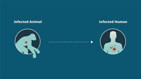 zoonotic diseases pass from animals to humans