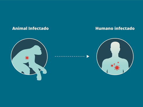 Zoonotics infections process Spanish