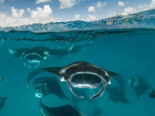  A group of reef manta rays (Mobula alfredi)