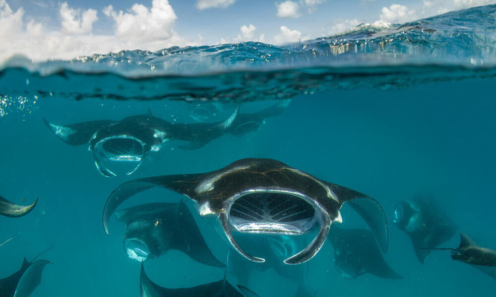  A group of reef manta rays (Mobula alfredi)