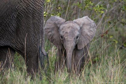African bush elephant calf in the tall grass
