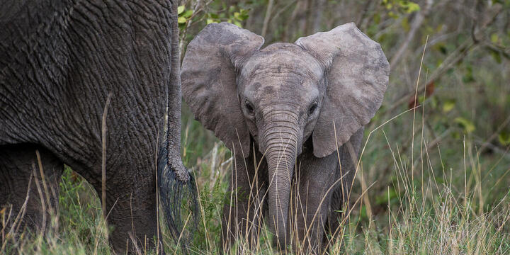 African bush elephant calf in the tall grass