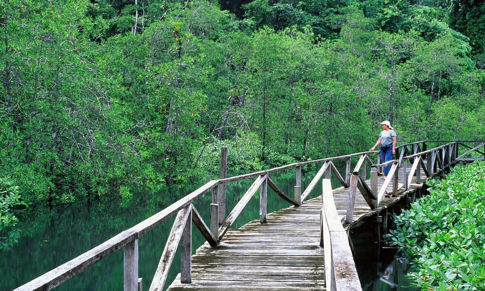  Bridge across mangrove with woman in hat staring out over marsh
