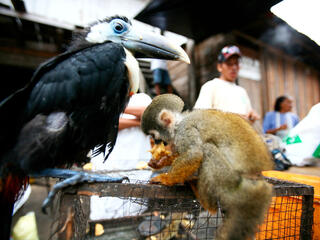 A black toucan and small tan monkey tied to a cage by their legs at a market