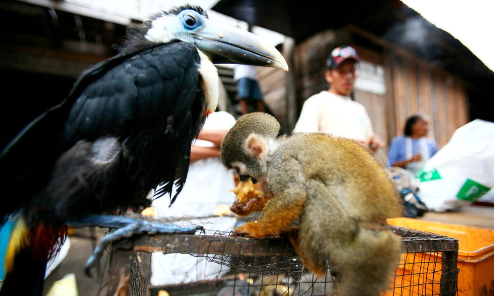 A black toucan and small tan monkey tied to a cage by their legs at a market