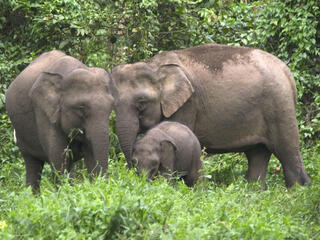 Bornean Pygmy elephant family