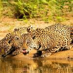  jaguar and its cub