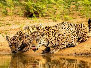  jaguar and its cub