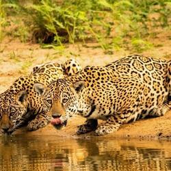  jaguar and its cub