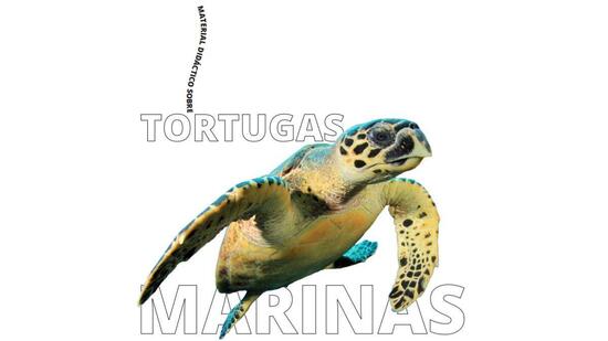 Herramientas Completas sobre las Tortugas Marinas