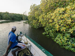 Rear view of a man sitting at the bow of a boat that drives along the outer edge of a mangrove forest