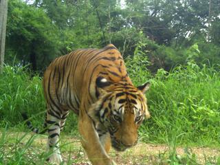 Adult tiger captured on a camera trap.