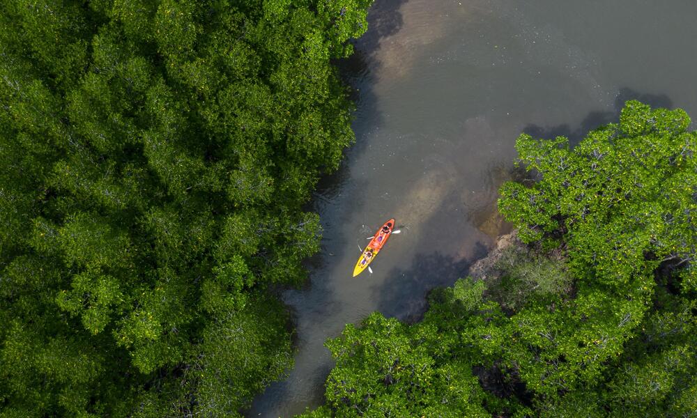 Aerial view of one kayak on a river moving between two large areas of mangrove forest