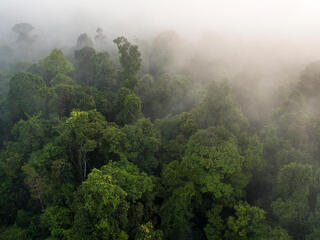Aerial view of misty treetops in the Sumatran forest