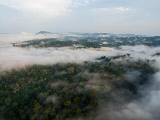 Aerial view of forest treetops with swirling clouds amond the treetops and a mountain range in the distance