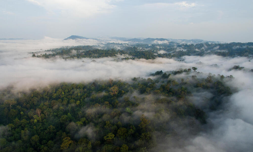 Aerial view of forest treetops with swirling clouds amond the treetops and a mountain range in the distance