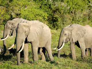 African elephants