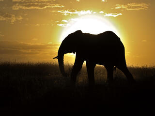 African elephantAfrican Elephant (Loxodonta africana) bull silhouetted against setting sun, Masai Mara, Kenya, Africa