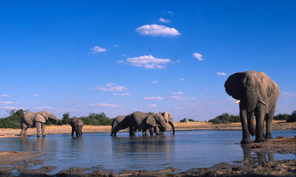 African elephants at watering hole