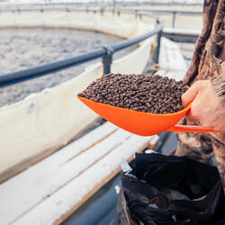 person holds up a scoop of feed in front of an aquaculture pond