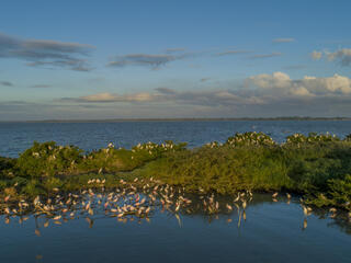 Aquatic birds nesting during nesting season.