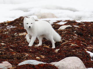 arctic fox WW266664 Donna Pomeroy