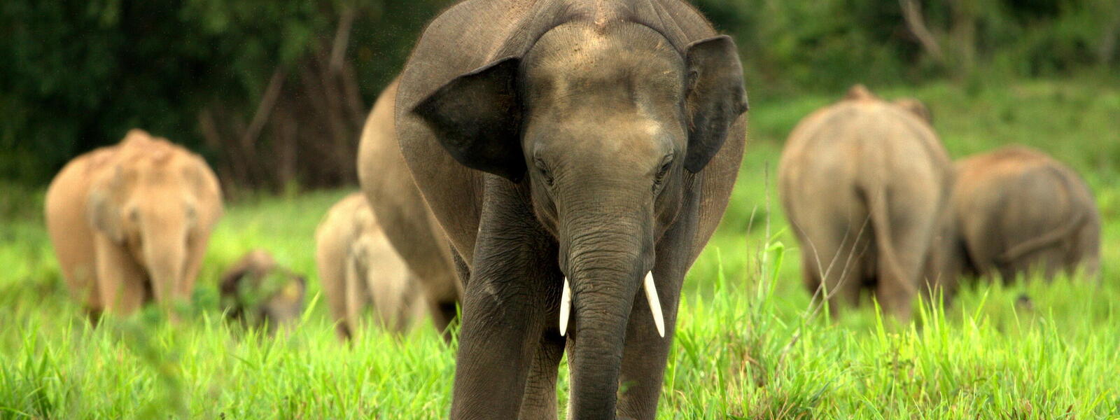 Asian Elephants (Source: WWF)
