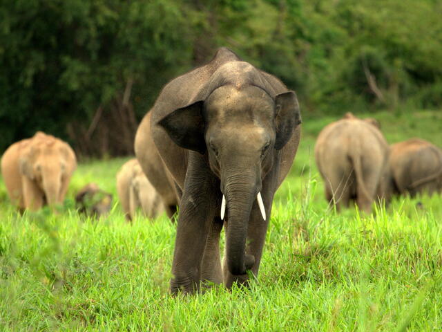 asian elephants kui buri thailand